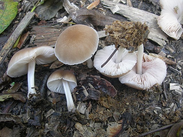 Pluteus  depauperatus     Romagnesi